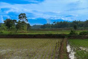 Portrait of a rice field landscape with blue sky in the background photo