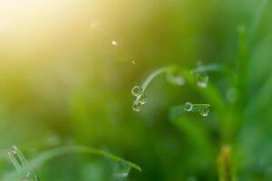 Morning dew on grass glistens softly, capturing the beauty of nature's tranquility. photo