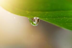 A close-up of a water droplet hanging from a green leaf, illuminated softly. photo