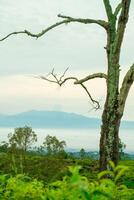 A stark tree stands against a misty mountain backdrop, evoking a sense of solitude. photo