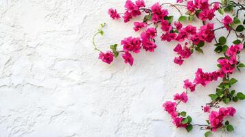 Pink Bougainvillea Vines on a White Wall photo