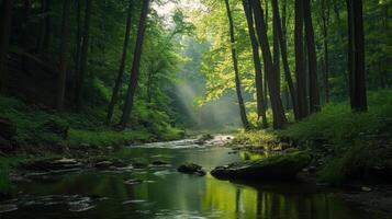 Serene Forest Creek in Sunlight photo