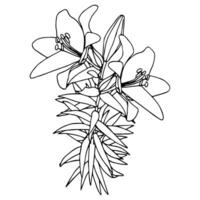 Bouquet of lilies in doodle style. Openwork illustration isolated on white background. vector