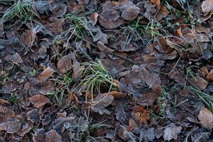 Frost-covered leaves and grass in a chilly morning landscape photo