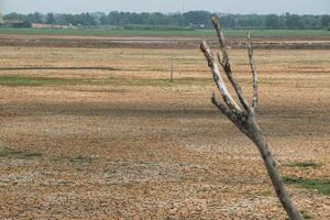 A dry tree from drought in the middle of a field with cracked ground from lack of water. Preserve an environment from drought. photo