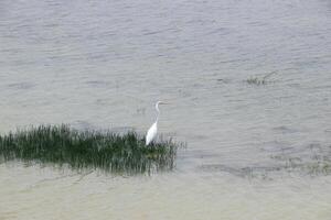 The eastern great egret is a species of heron from the genus Ardea, usually considered a subspecies of the great egret. photo