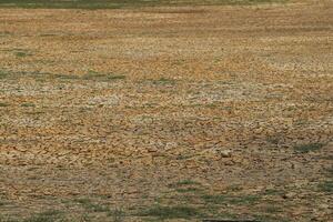 A dry tree from drought in the middle of a field with cracked ground from lack of water. Preserve an environment from drought. photo