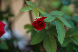 red roses blooming in the garden in the morning with dew drops photo