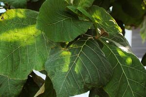 Young teak top leaves and trunk cut out with clipping paths on white background photo