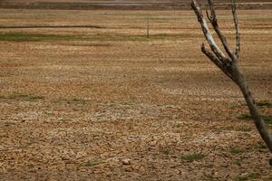 A dry tree from drought in the middle of a field with cracked ground from lack of water. Preserve an environment from drought. photo