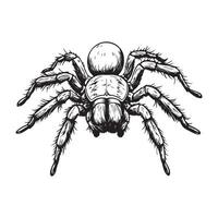 Tarantula Design art Images.Tarantula image Illustration Design vector