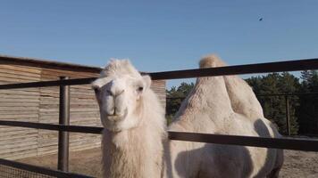 Feeding camel with carrot at the farm video