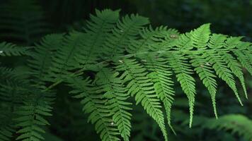 Close-up of ferns moving in the wind in summer forest video