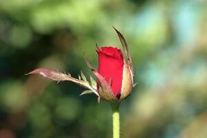 A beautiful blooming red rose flower bud on the tree photo