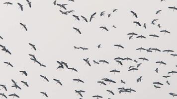 A flock of large birds overhead. Storks soar in the sky video
