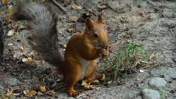 A cute red squirrel sits eats peanuts. A small, fast rodent with a bushy tail video