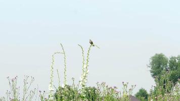 Small bird sitting on a branch in the summer flower, footage video