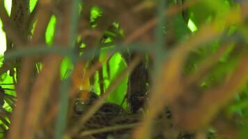 A lonely chick in a nest that is safely hidden in a green dense bush video