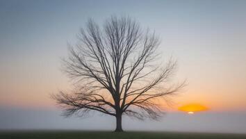 A tree is silhouetted against the sun in the fog photo