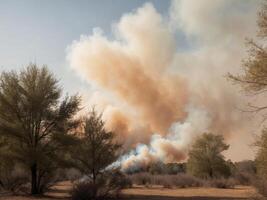 A fire is burning in the desert with trees and grass photo