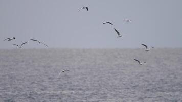 A flock of seagulls flies in the blue cloudy sky over the sea during the day video