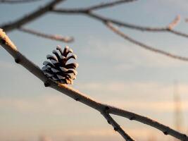 A pine cone is sitting on a branch with frost on it photo