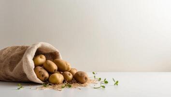 Potatoes in a sack on a white background photo