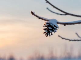 A pine cone is hanging from a branch in the snow photo