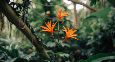 An orange bird of paradise flower in the jungle photo