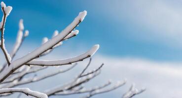 A close up of a tree branch with snow on it photo
