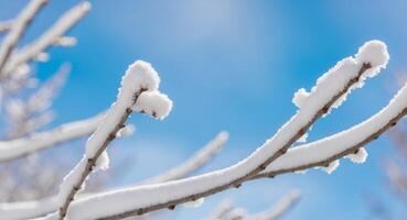 A branch with snow on it against a blue sky photo