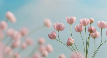 Pink tulips on a blue sky background photo