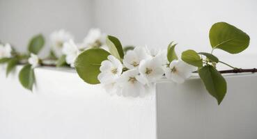 White flowers on a white shelf photo