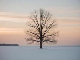 A lone tree stands in the middle of a snowy field photo
