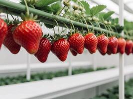 A row of strawberries hanging from a plant photo