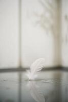 A white feather floating in water on a table photo
