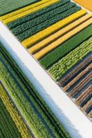 Aerial view of a field of corn and soybeans photo