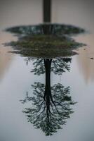 A tree is reflected in a puddle of water photo