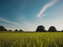 A field with tall grass and trees photo