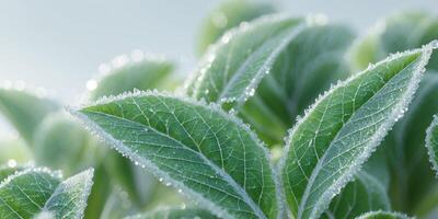 Macro View of Green Leaves with Frost Accentuating Their Veins photo