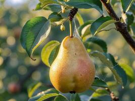 a close up of a ripe pear hanging from a tree illuminated by warm sunlight in a lush orchard photo
