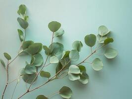 Eucalyptus branch with round leaves placed on a soft mint pastel background photo
