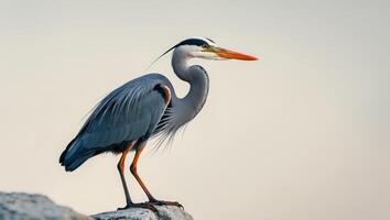 A dark grey heron with an orange beak perched on a rock photo