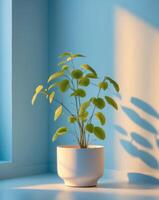 Bright pastel blue wall and floor with a plant in a pot basking in sunlight photo