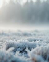 Frosty grass and trees in the morning light photo