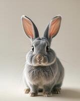 A gray rabbit with big ears sitting on a white background photo
