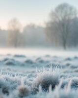 A field of frosty grass and trees in the morning photo