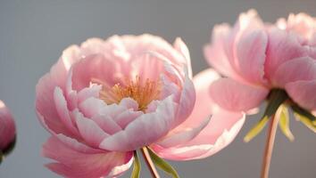 Close view of delicate pink peony petals in soft light showcasing natural beauty and texture photo
