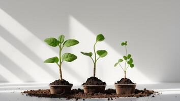 Three young plants in pots on a white surface photo
