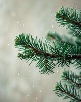 A close up of a pine tree branch with green needles photo